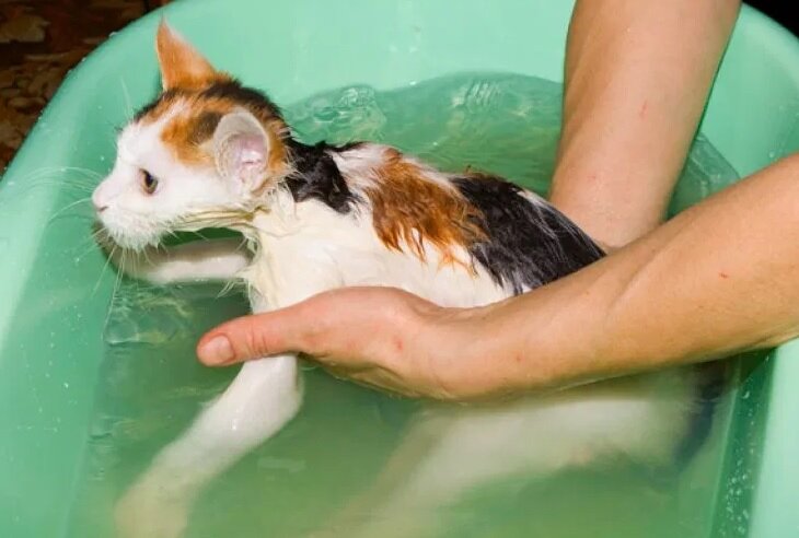 фото из открытого источника