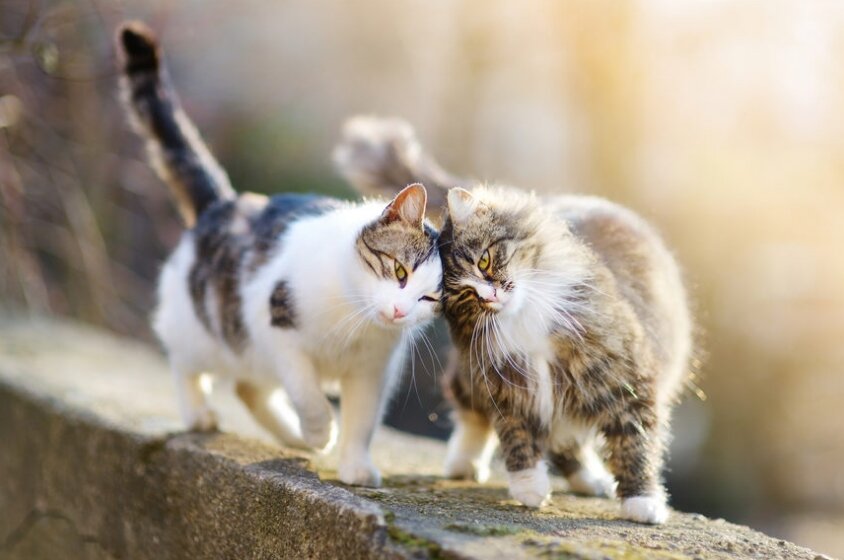 фото: Shutterstock