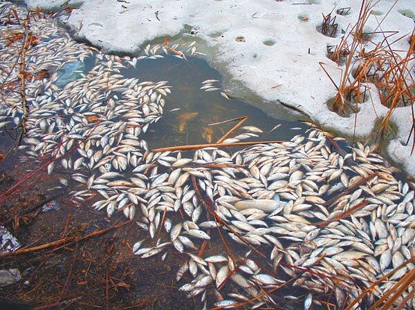 Кислородное голодание привело к исчезновению водоёма. Фото взято из интернета