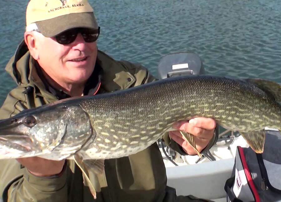   Аландские острова со всеми их островами, бухтами и тростниковыми заливами идеально подходят для ловли щуки. Поимка экземпляров длиной в метр не является редкостью. 