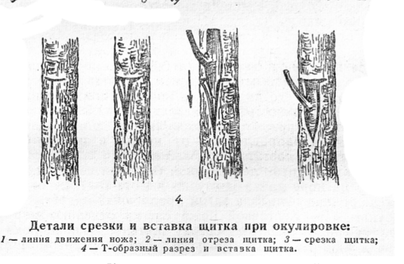 Прививка яблони на дичку весной. Окулировка вприклад разрез. Т-образная окулировка щитком. Окулировки глазком в приклад. Боковая окулировка вприклад.