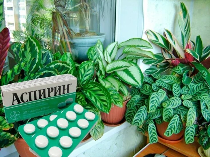 Применяйте Аспирин для комнатных растений правильно и растите здоровые цветы без хлопот