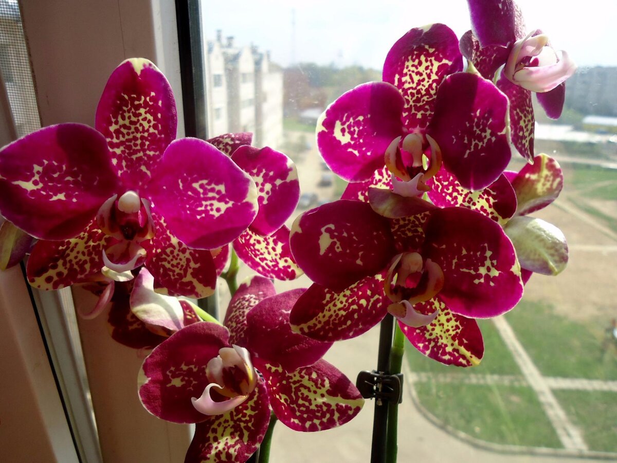 Замучились ждать цветения Орхидеи? Несколько советов, благодаря которым, получите шикарное растение
