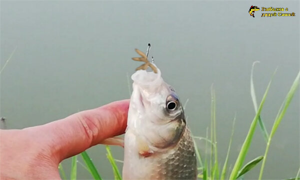 Карась и опарыши.