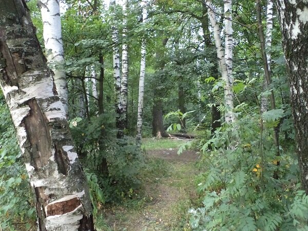 Дело было в лесу...(мои фото, листайте галерею)