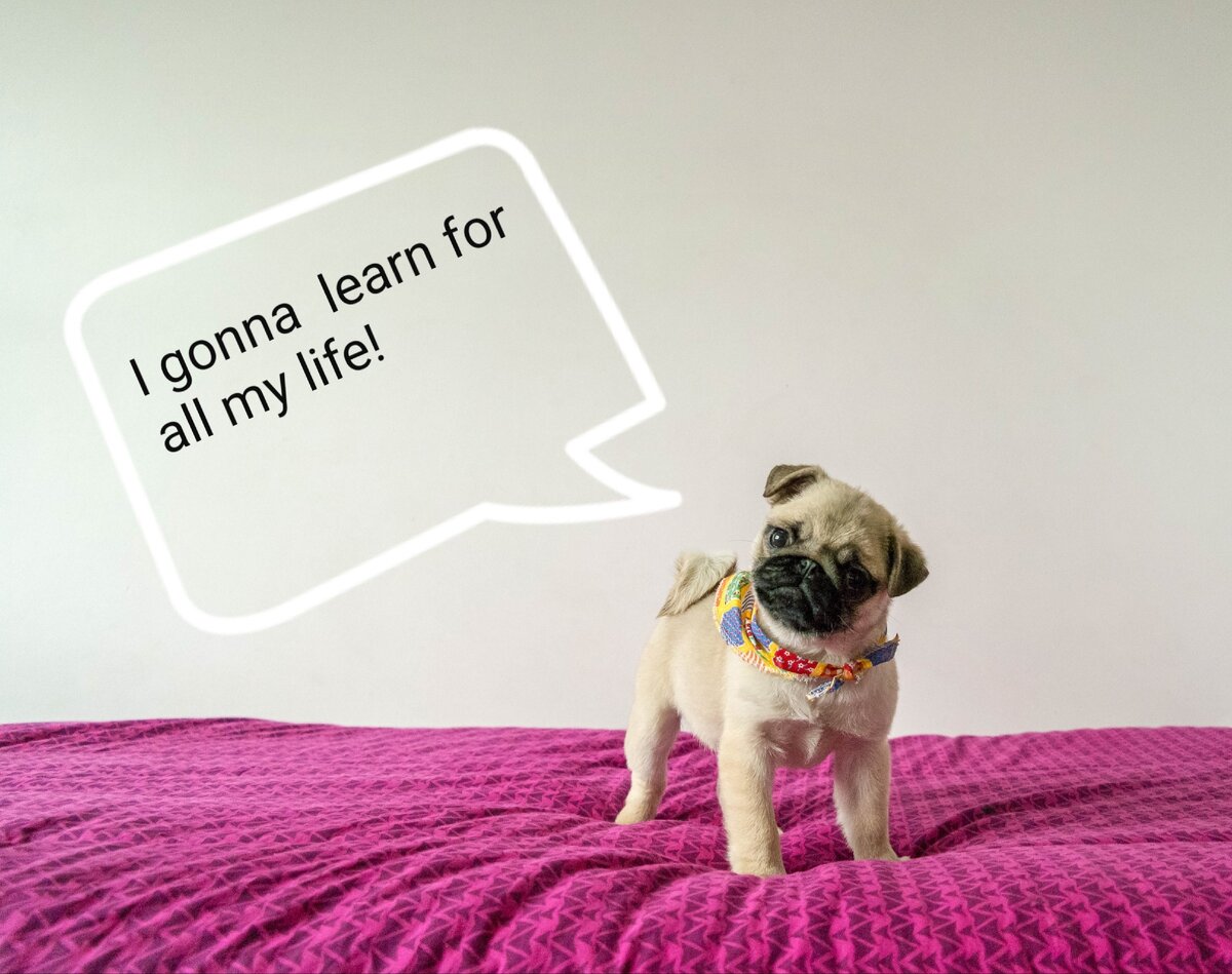 This is how Frankie's learnt so many things to tell you