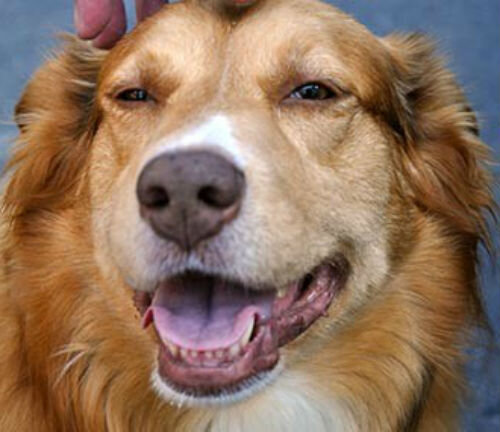 Нарушение иммунной системы