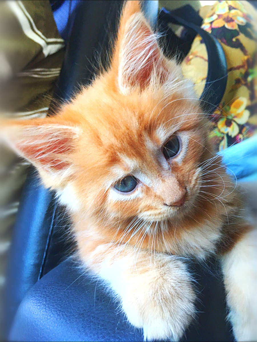 Винсенту 2 месяца