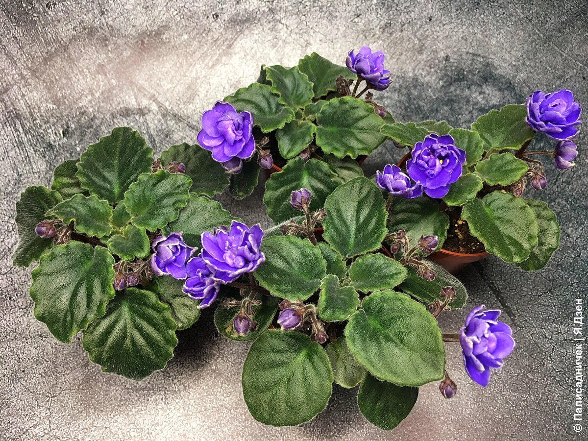 Зрелище просто потрясающе красивое на самом деле...