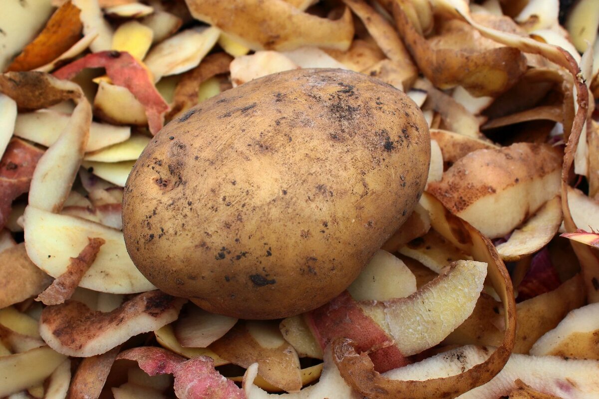 Кожура картофеля