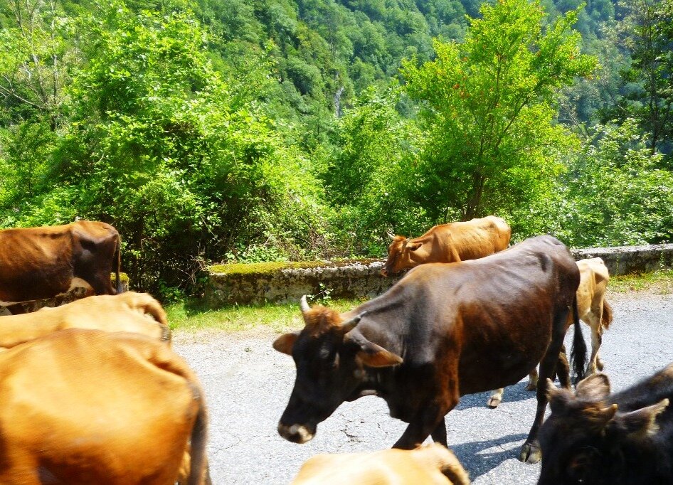 Пропускаем стадо, которое гонят на Альпийские луга