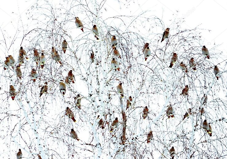 Стайка свиристелей на берёзе