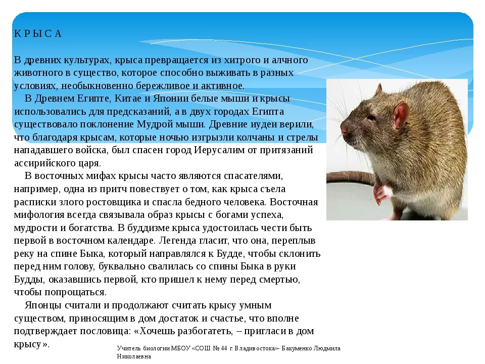 Почему мышь назвали мышью. Интересные факты о крысах. Необычные и интересные факты о крысах. Крымы интересные фактв. Доклад про домашних крыс.