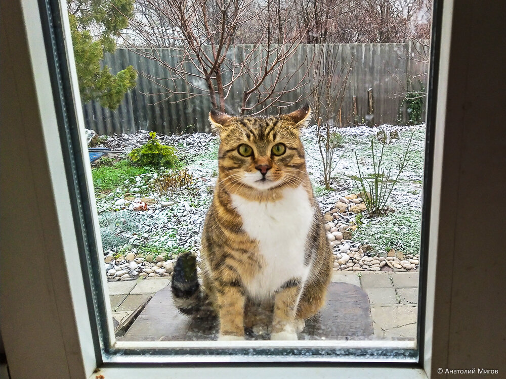 Кошки и первый снег