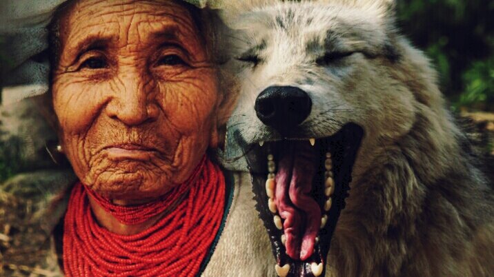 Волк спас бабулю