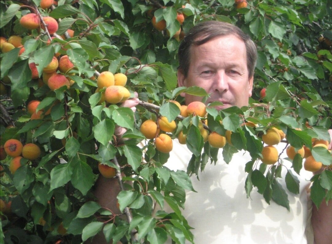 Абрикос 4год Нижегородская обл. Фото автора. 