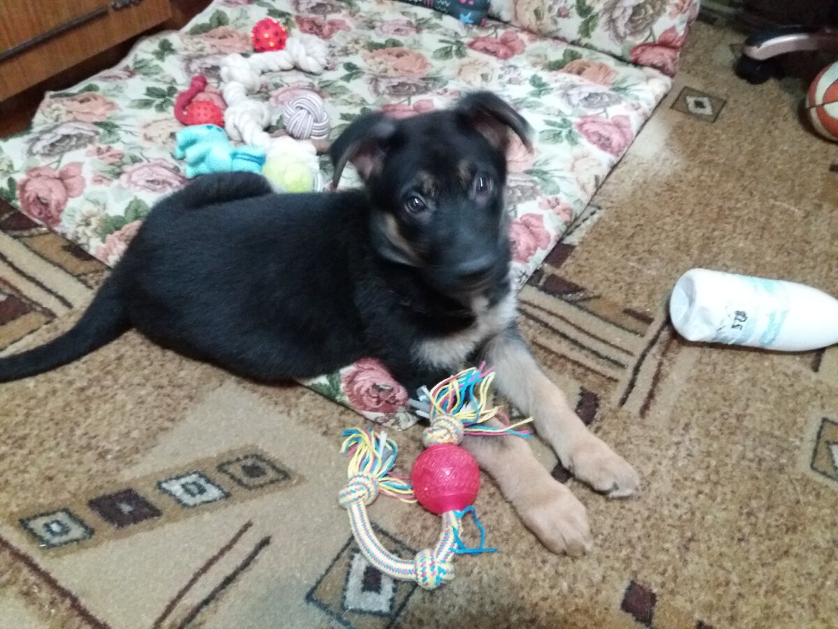 Это Кейси, 2 месяца