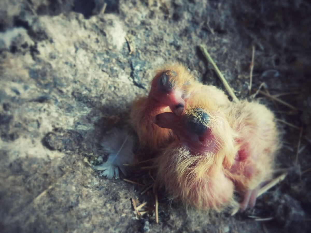 Источник: Pixabay