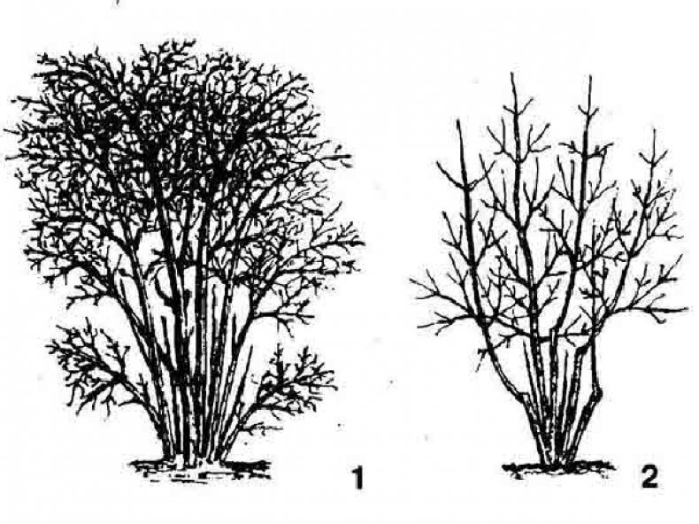 Обрезают ли жимолость. Обрезка куста жимолости. Жимолость схема обрезки куста. Омолаживание куста жимолости. Обрезка жимолости весной схема.