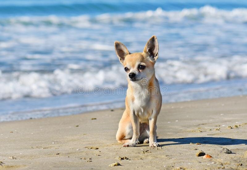 Чихуахуа по имени Чи Чи
