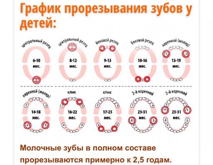 Зубы малыша схема прорезывания