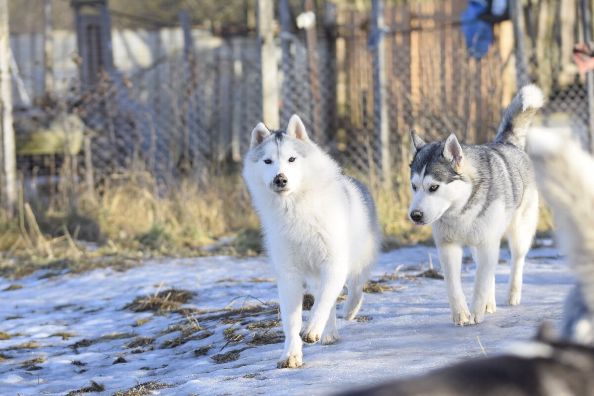 10 хаски без б дзен. 10 хаски без б дзен. жизнь с 9 хасками. жизнь с 9 хаски кинология без б. 10 хаски без б дзен.