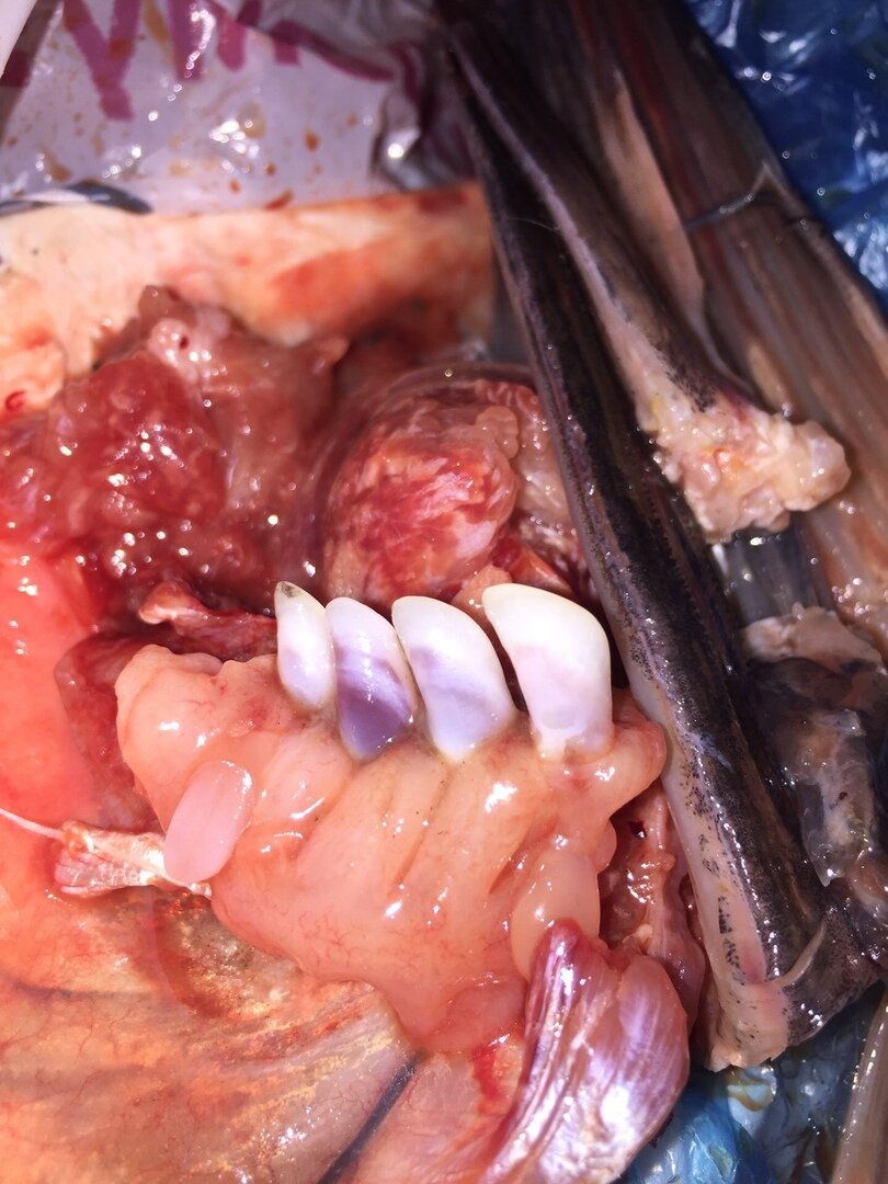 Новороссийск в Южной Озереевке купили на рыночке у мужика на микроавтобусе. сказал сам растит.