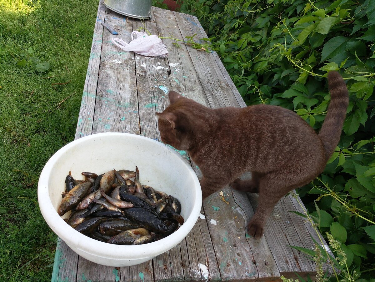 Улов моего отца и сына, пригодность оценивает кот Семен