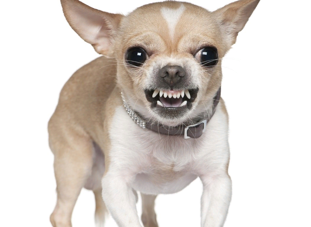 Собака чихуахуа. Мексиканский терьер чихуахуа. Чау хуа. Рассказ о породе собак чихуахуа 2 класс. Как правильно пишется чихуахуа.