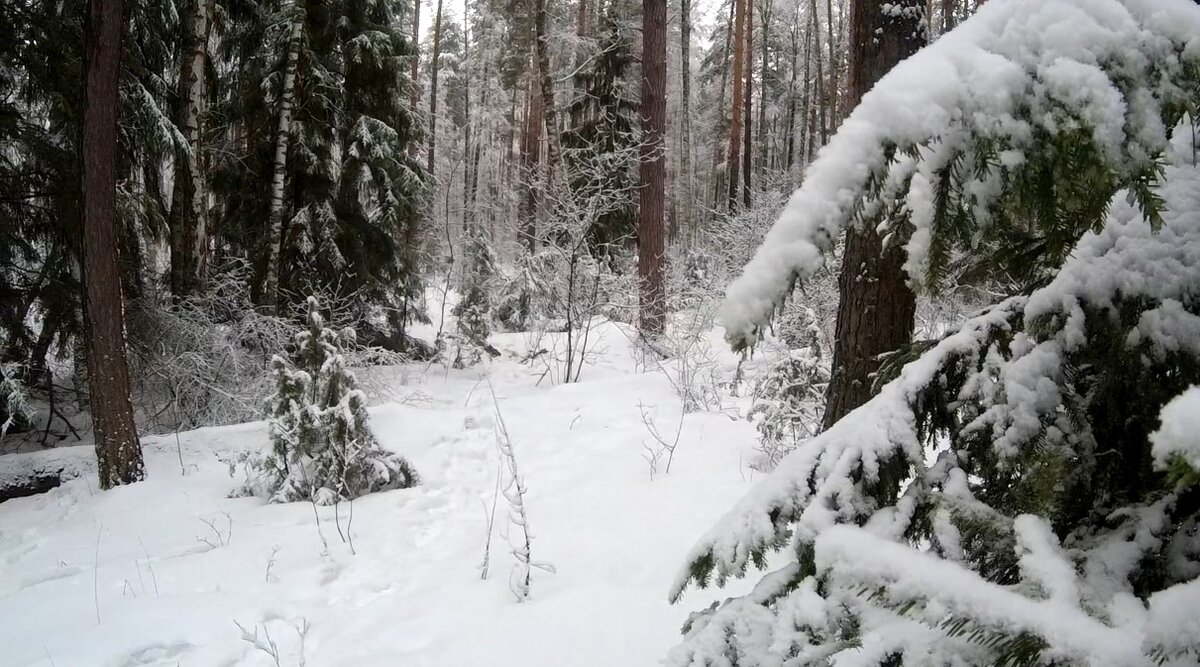 Совсем скоро лес. Поход в лес Забайкальский край зима.