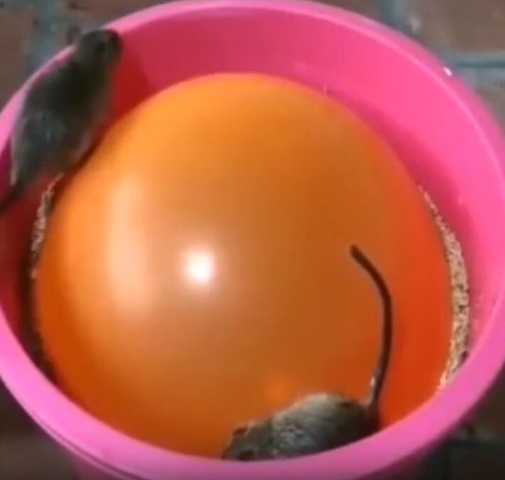 Ловушка для мышей