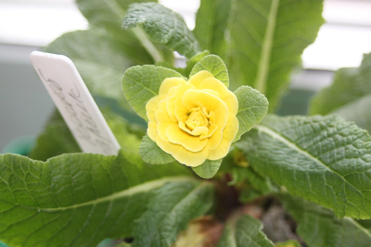  примула Belarina Buttercup Yellow