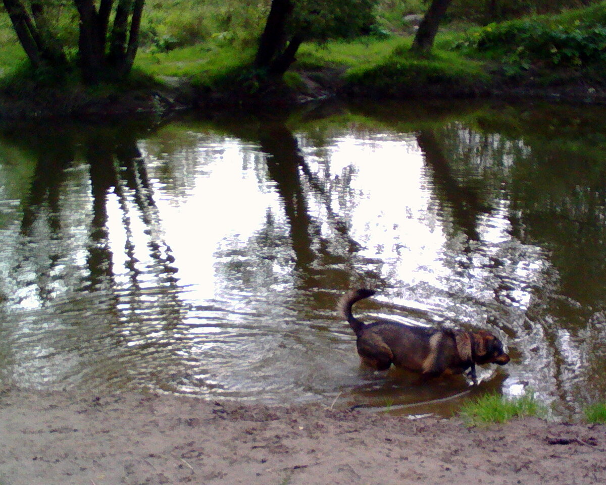 Бонин максимум в купании)