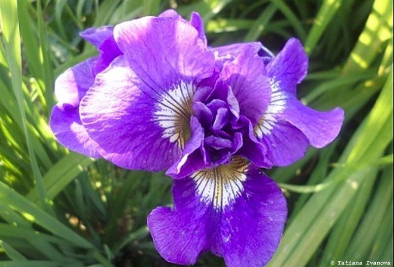 Ирис Сибирская орхидея