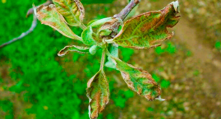 Результат действий тли на листья яблони