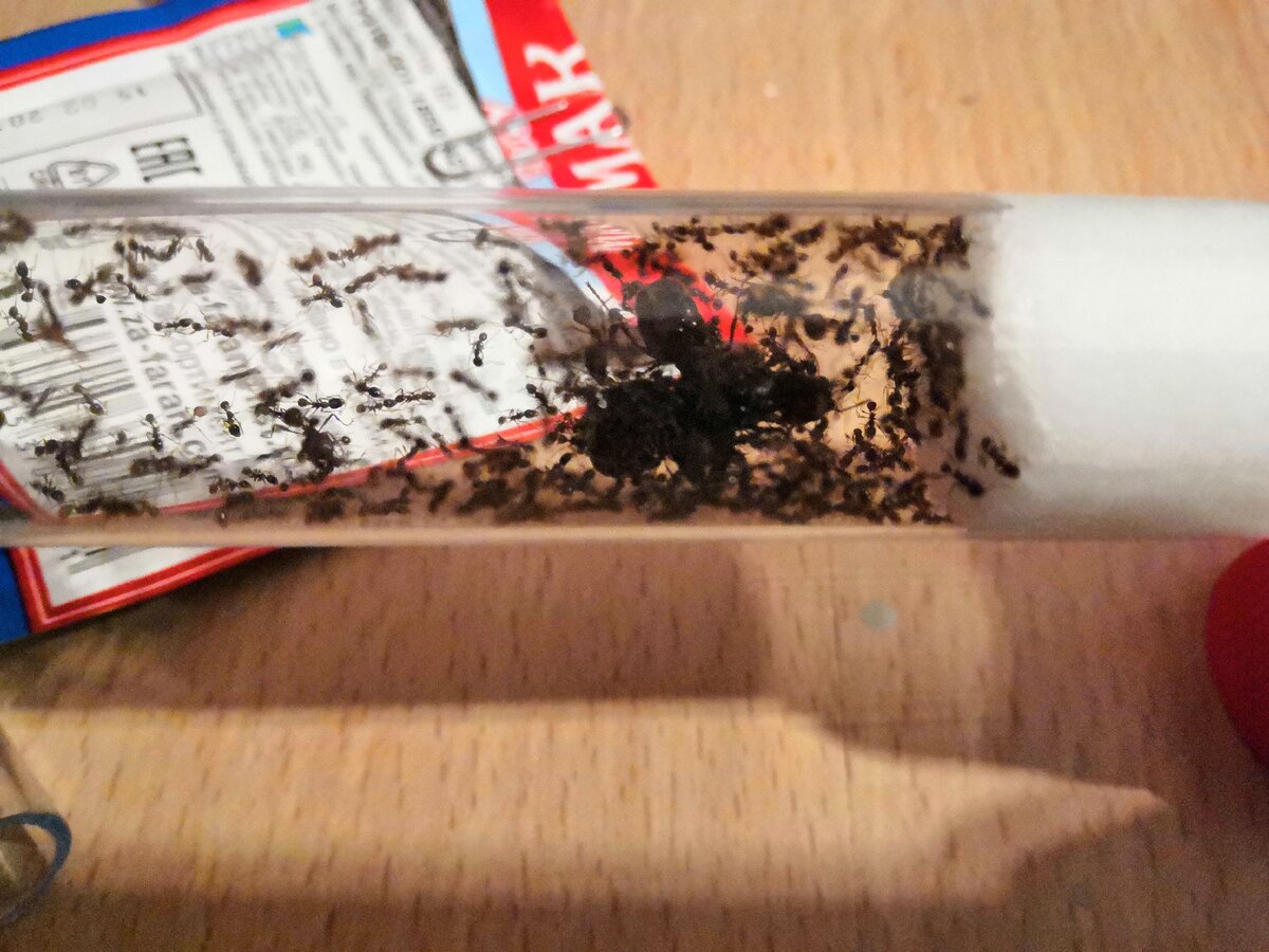 Как правило в пробирке их намного меньше. Но пускай вам повезло. 