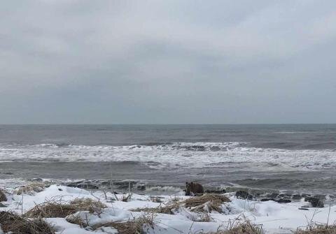 Медведь на берегу Охотского моря. Фото автора. 