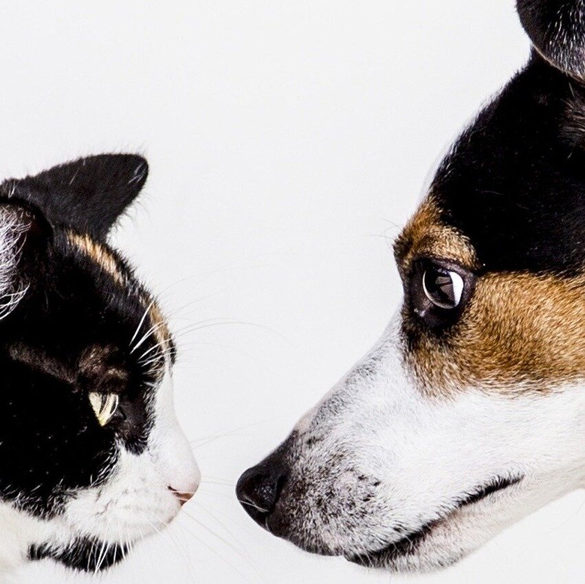 Собаки VS Кошки