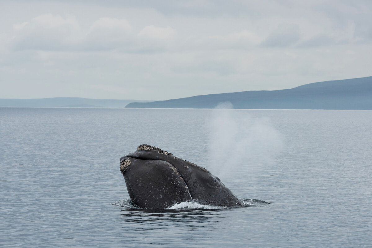 Ситуация когда уровень адреналина зашкаливает! Что ощущаешь находясь в воде рядом с китом?