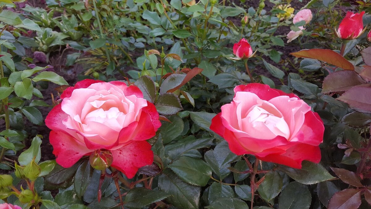 розы на садовом участке