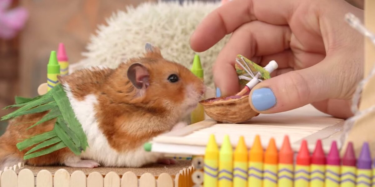 Такой питомец может стать прекрасным товарищем по чаепитию