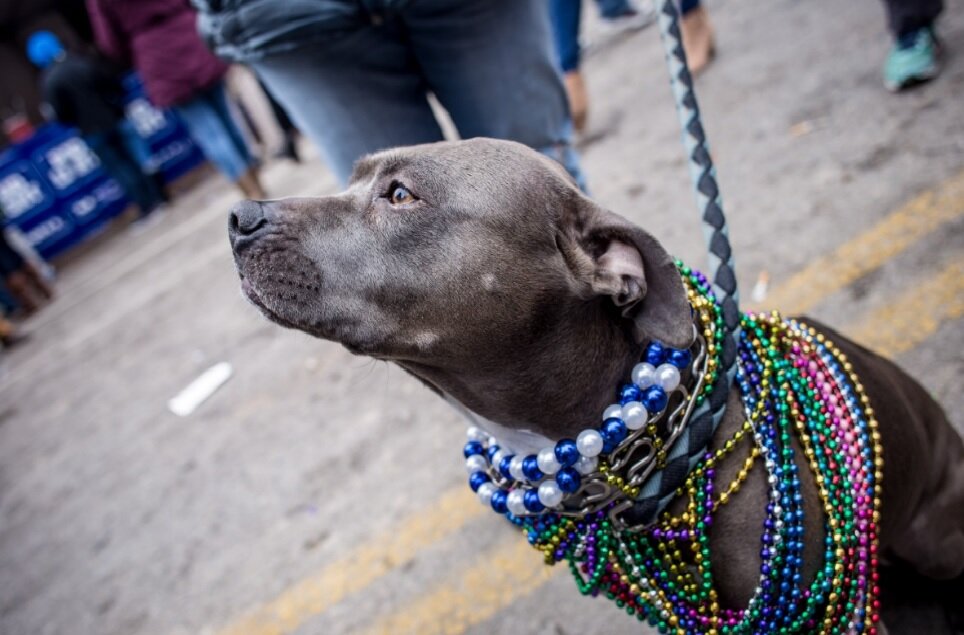 Не красоты ради.... Фото с сайта pxhere.com.