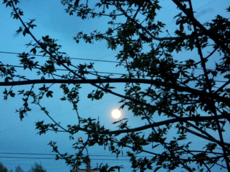 Фото автора. Луна в сумерки 