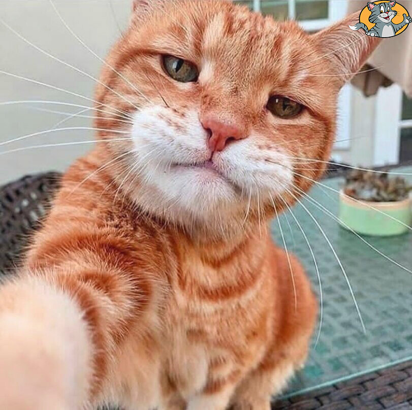 Кот видеоблогер. Фото из открытых источников