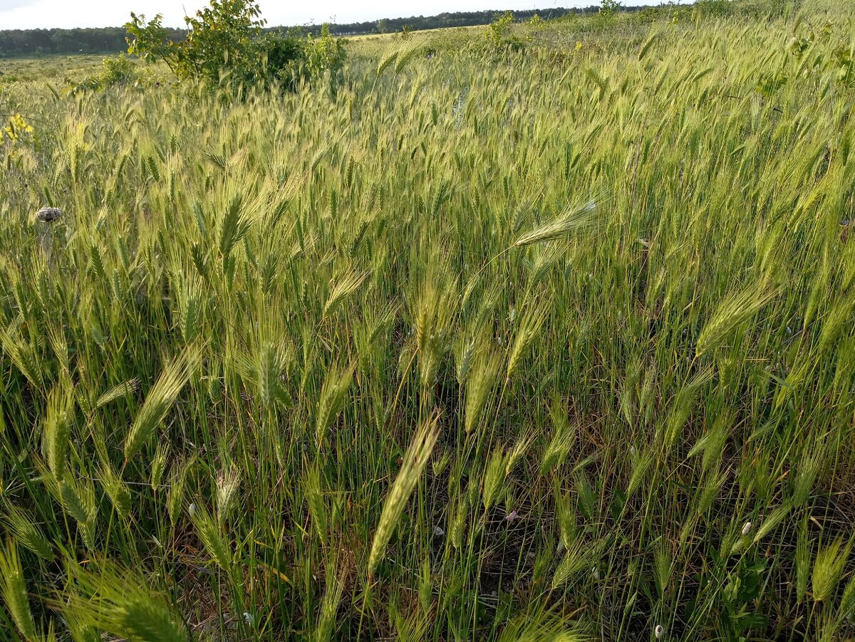 Шелковая травка, которая скоро станет опасна. Фото моё.