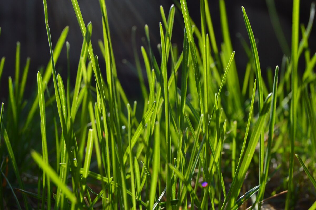 22 мая травы выросло. Весенняя травка. Апрельская трава. Первая Весенняя трава.