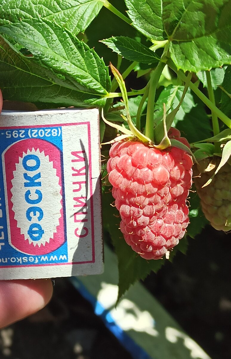 фото собственное