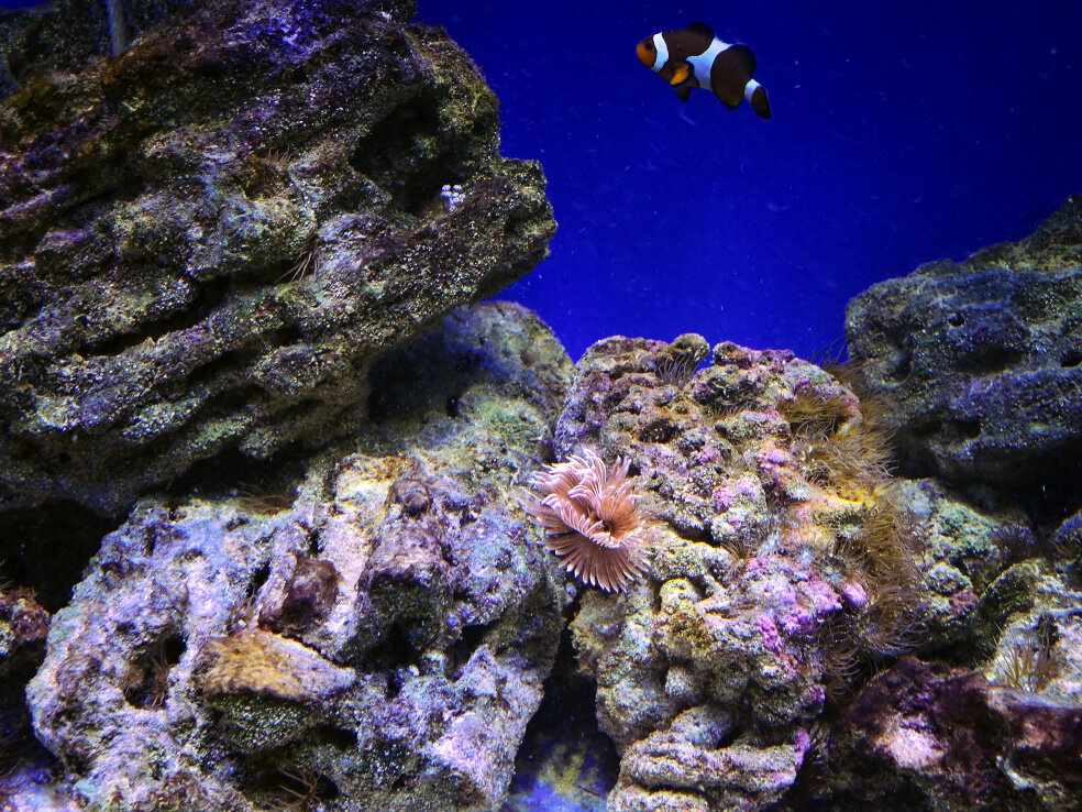 Морской риф аквариум. Книга рифовый аквариум читать.