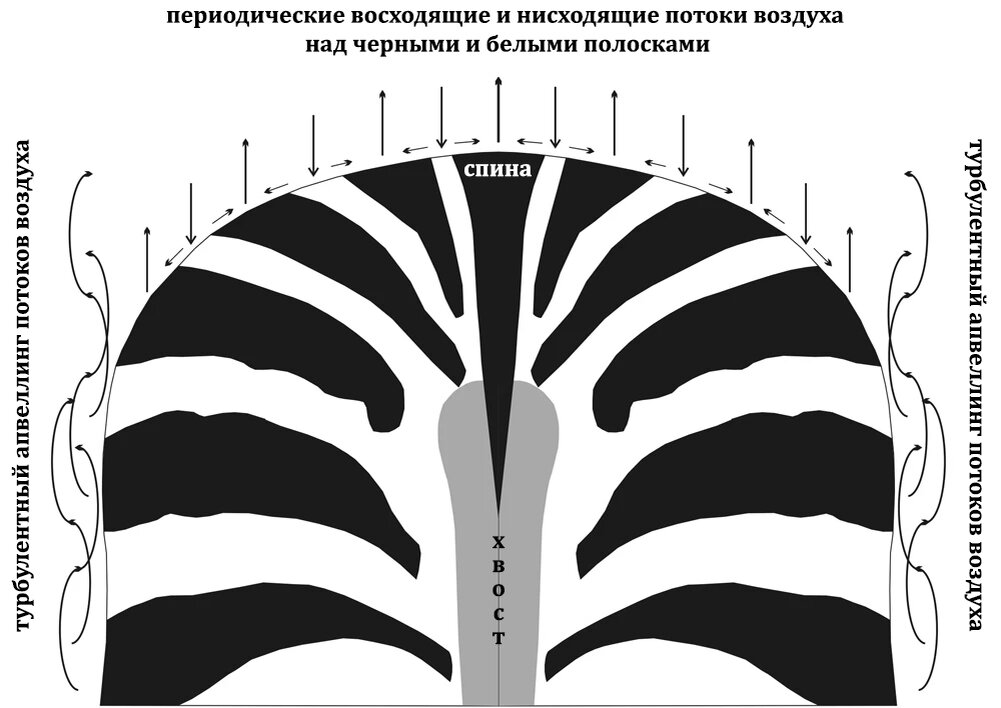 Зебра звуковая схема Shtampik.com