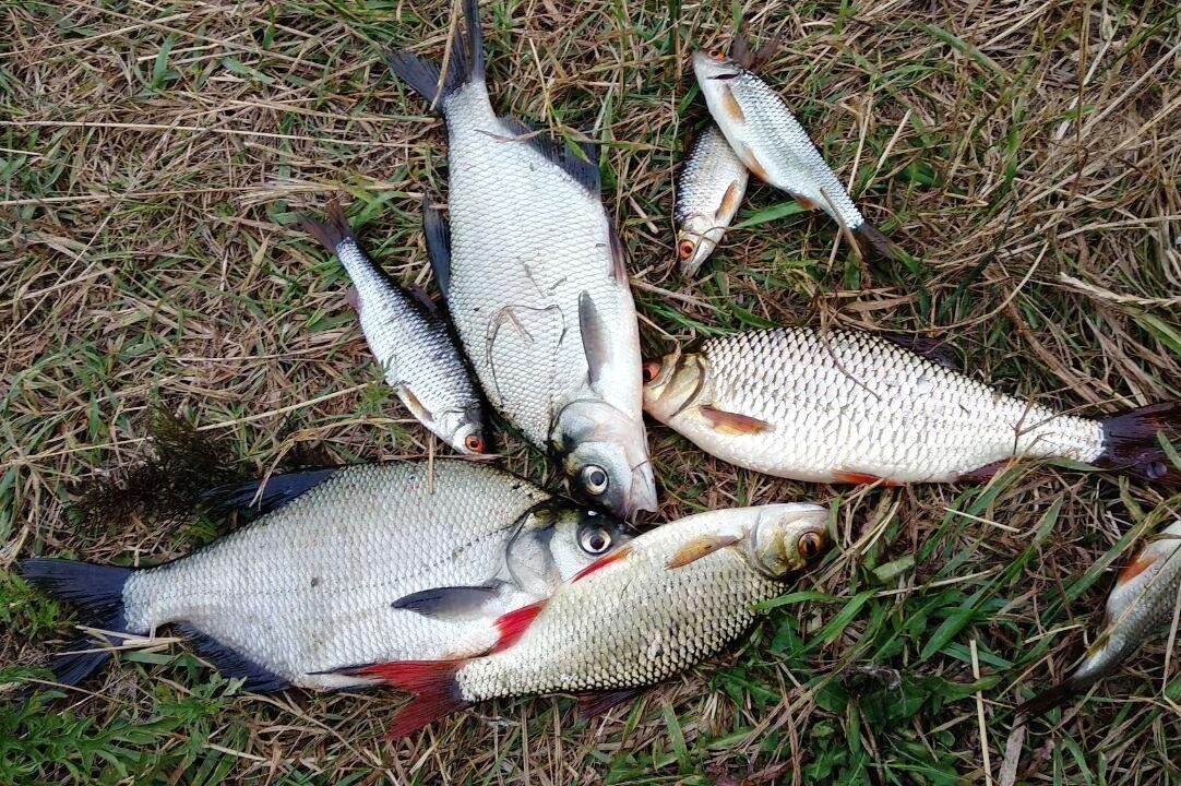 Домашняя прикормка для леща: рецепты по временам года | На крючке 🎣 | Дзен